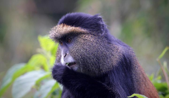 Uganda Primate Safari (Special Interest Safari) | Magic Safaris